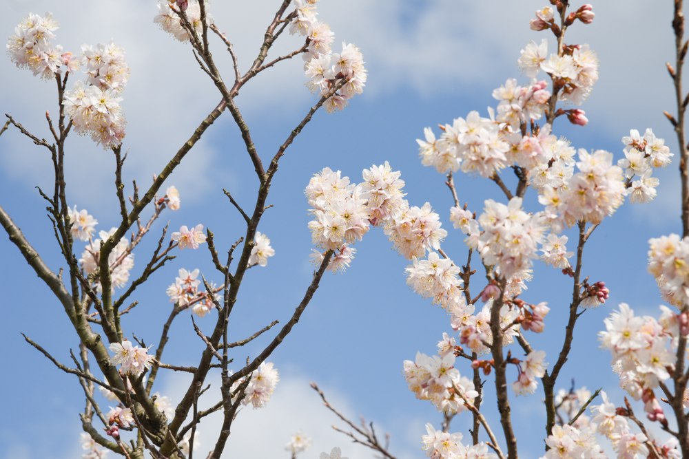 セイヨウミザクラ(西洋実桜)が満開です サクランボの花です 広島 海の見える杜美術館 うみもりブログ